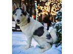 Adopt beautiful Nikita-Piebald breed a White - with Black Husky / Mixed dog in