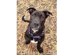 Adopt Carlotta a Black - with White Labrador Retriever / Boxer / Mixed dog in