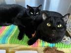 Adopt Mooey - Bonded with Booey - PetSmart West Berlin a All Black Domestic
