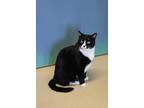 Adopt Eon a All Black Domestic Shorthair / Domestic Shorthair / Mixed cat in