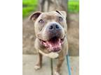 Adopt Larry a Gray/Silver/Salt & Pepper - with White American Pit Bull Terrier /
