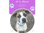 Adopt Athena a Brown/Chocolate Terrier (Unknown Type, Medium) / Mixed Breed