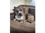 Adopt Jekki - IN FOSTER a Brindle Mixed Breed (Large) / Mixed dog in Chamblee