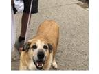 Adopt CoCo a Tan/Yellow/Fawn Mutt / Mixed dog in Orlando, FL (40888591)