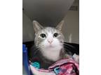 Adopt Chloe a Domestic Shorthair / Mixed (short coat) cat in Genoa