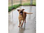 Adopt Beyonce a Brown/Chocolate Mixed Breed (Large) / Mixed dog in Reidsville