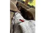 Adopt Max a Brown/Chocolate Labrador Retriever / American Pit Bull Terrier /