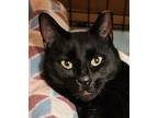 Adopt Minka [CP] a All Black Domestic Shorthair / Mixed (short coat) cat in