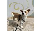 Adopt Rabia a Mixed Breed (Medium) / Mixed dog in Thousand Oaks, CA (40888386)