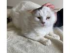 Adopt Clara a White Domestic Shorthair / Mixed Breed (Medium) / Mixed (short
