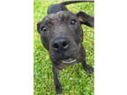 Adopt Blue Bird a Gray/Blue/Silver/Salt & Pepper American Pit Bull Terrier /