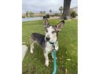 Adopt Kobalt a Black Husky / Corgi / Mixed dog in Glendale, AZ (40887459)