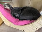 Adopt Charolette a Domestic Shorthair / Mixed cat in Poughkeepsie, NY (39622081)