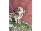 Adopt Mel a Tan/Yellow/Fawn Mountain Cur / Mixed dog in Bartlesville