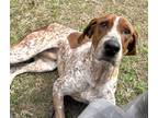 Adopt Rusty a Red/Golden/Orange/Chestnut Hound (Unknown Type) / Mixed dog in
