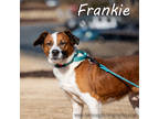 Adopt Frankie* a Red/Golden/Orange/Chestnut Hound (Unknown Type) / Mixed dog in