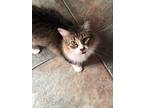Adopt Trophy Cat a Brown Tabby Domestic Longhair (long coat) cat in Houston