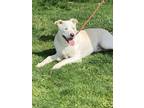 Adopt Opee a White - with Tan, Yellow or Fawn Labrador Retriever / Mixed dog in