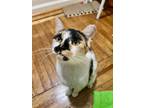 Adopt Phoebe Bridgers a Calico or Dilute Calico Calico (short coat) cat in