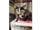 Adopt Maeve a All Black Domestic Shorthair / Domestic Shorthair / Mixed cat in