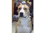 Adopt Daisy a Brown/Chocolate - with White Husky / Mastiff / Mixed dog in Silver
