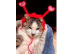 Adopt Lief Purrickson a Gray, Blue or Silver Tabby Domestic Shorthair (short