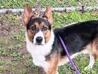 Adopt Bing a Black Mixed Breed (Medium) / Mixed dog in Georgetown, TX (39865875)