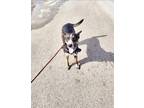 Adopt Cortana a Black - with Gray or Silver German Shepherd Dog / Blue Heeler /