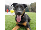 Adopt Suki a Black German Shepherd Dog / Labrador Retriever / Mixed dog in