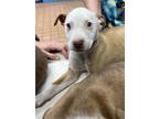 Adopt Freya K25 2/27/24 a Tan/Yellow/Fawn American Pit Bull Terrier / Mixed