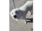 Adopt Yeti a White Great Pyrenees / Mixed dog in Glenn Heights, TX (40887064)