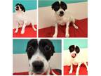 Adopt Bailey a White - with Black Blue Heeler / Cattle Dog / Mixed dog in Glenn