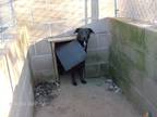 Adopt CAPTAIN a Black - with White Labrador Retriever / Mixed dog in KELLYVILLE