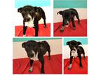 Adopt Hayley a Black - with White Blue Heeler / Cattle Dog / Mixed dog in Glenn