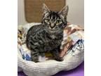 Adopt Mercer a Brown Tabby Domestic Shorthair / Mixed Breed (Medium) / Mixed