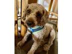 Adopt Martha a Red/Golden/Orange/Chestnut Cockapoo / Mixed dog in Springfield