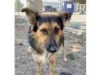 Adopt Sam a Black German Shepherd Dog / Mixed dog in Irving, TX (39409793)