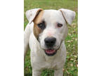 Adopt Percy a White Mixed Breed (Large) / Mixed dog in Thomasville