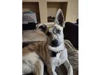 Adopt Gracie a Brindle Husky / German Shepherd Dog / Mixed dog in Glendale