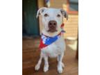 Adopt Moose a White - with Tan, Yellow or Fawn American Pit Bull Terrier /