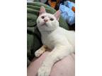 Adopt Mau a White (Mostly) Siamese cat in Cleburne, TX (40885773)