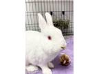 Adopt Mic a White Dwarf / Satin / Mixed (short coat) rabbit in Belleville