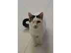 Adopt NASH a White Domestic Shorthair / Domestic Shorthair / Mixed cat in