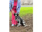 Adopt Dottie a White - with Black Dalmatian / Mixed dog in Turlock