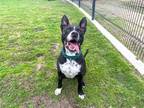 Adopt NITRO a Black Pit Bull Terrier / Mixed dog in Tustin, CA (40851213)