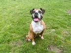 Adopt LENA a Boxer / Mixed dog in Tustin, CA (40873210)