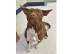 Adopt Hope a Brown/Chocolate Mixed Breed (Small) / Mixed Breed (Medium) / Mixed