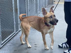 Adopt Mila a Tan/Yellow/Fawn German Shepherd Dog / Mixed dog in Terre Haute