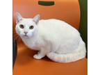 Adopt Reggie a White Domestic Shorthair / Domestic Shorthair / Mixed cat in