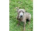 Adopt Zora a Gray/Blue/Silver/Salt & Pepper American Pit Bull Terrier / Mixed